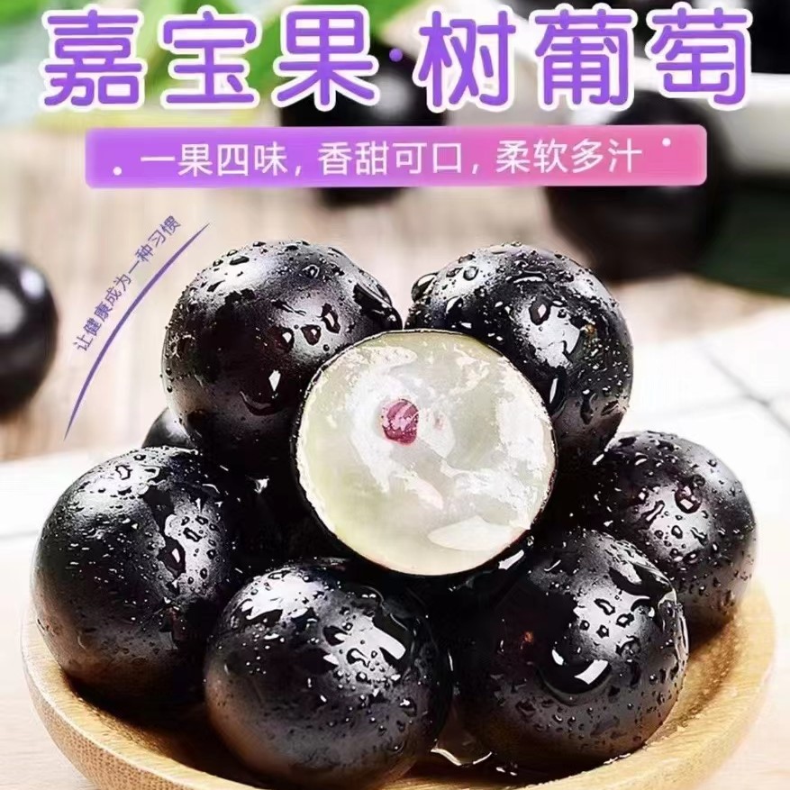 嘉宝果树葡萄 珍宝果  1箱约3斤  混合4种水果独特口感  【广州市区顺带，不发快递】