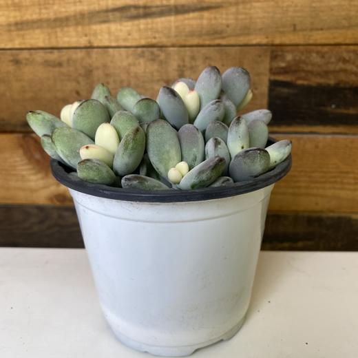 【绿植】多肉-乒乓福娘 商品图2