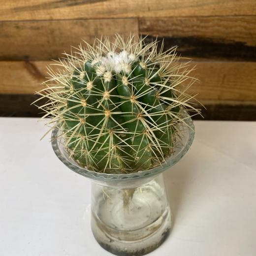 【绿植】多肉-仙人球 商品图1