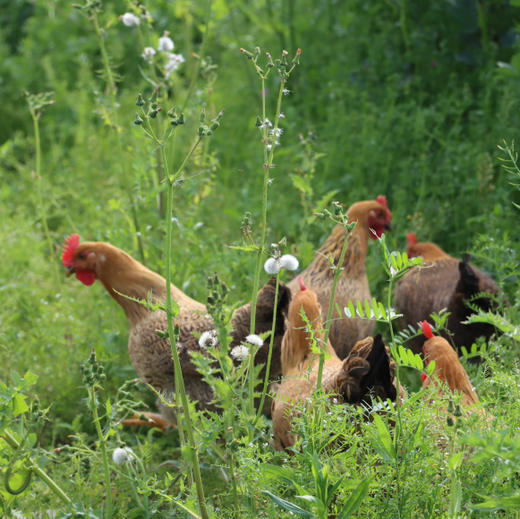 九华山土鸡蛋  九华山直发包邮 商品图3