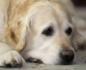 可怕的冠状病毒