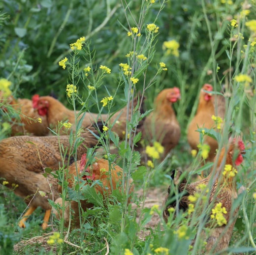 九华山土鸡蛋  九华山直发包邮 商品图5