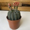 【绿植】多肉-绯花玉 商品缩略图2