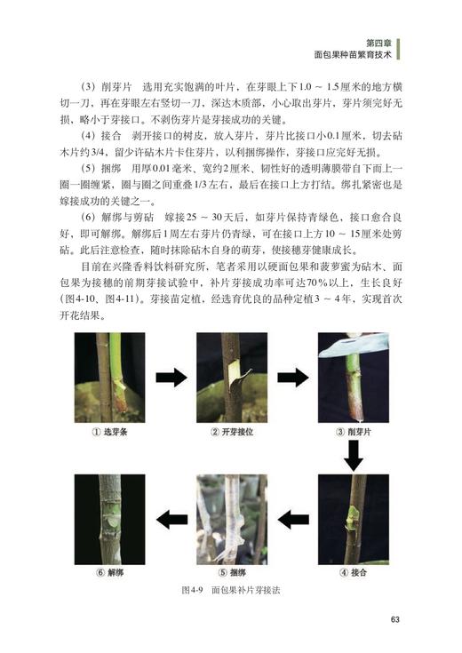 面包果品种资源与栽培利用 商品图4