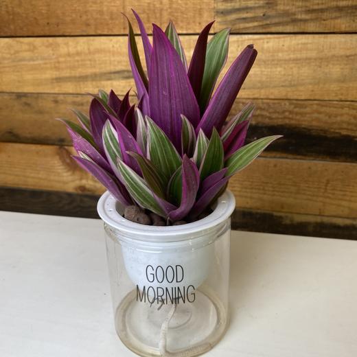 【绿植】紫露兰 商品图0