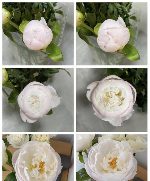 【依依不舍】芍药 -美国小姐  5枝/扎 商品图13