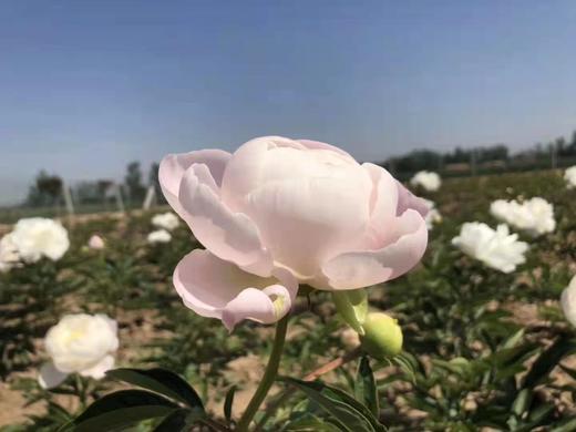 【依依不舍】芍药 -美国小姐  5枝/扎 商品图7