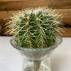 【绿植】多肉-仙人球 商品缩略图2