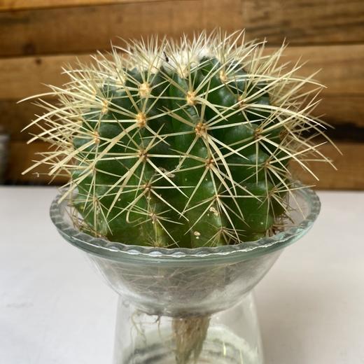 【绿植】多肉-仙人球 商品图2