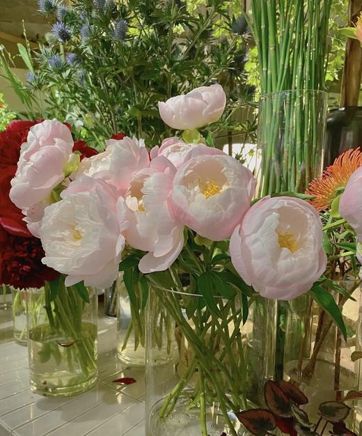 【依依不舍】芍药 -美国小姐  5枝/扎 商品图12