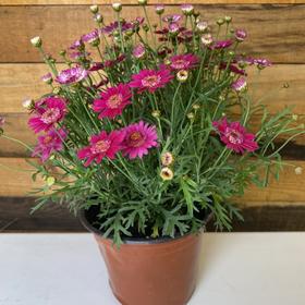 【绿植】玛格丽特