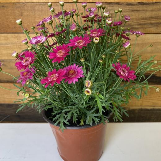 【绿植】玛格丽特 商品图0