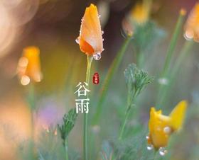谷雨养生|【强健脾胃、补益能量】的大好时机！