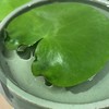 【绿植】一叶莲 商品缩略图1