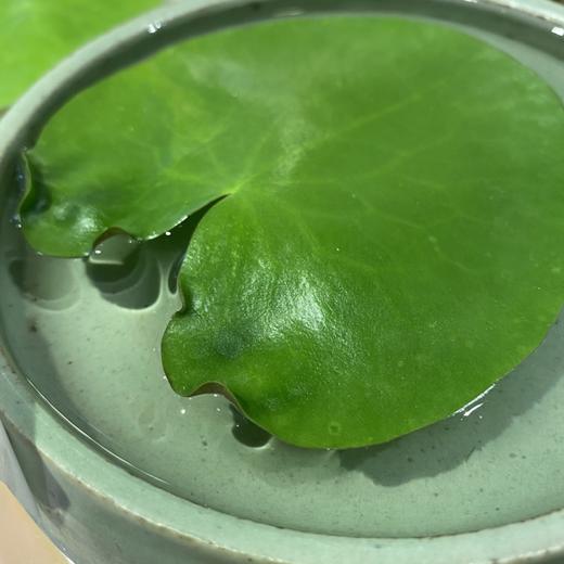 【绿植】一叶莲 商品图1