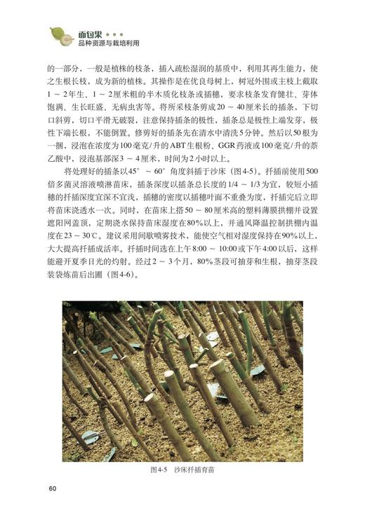 面包果品种资源与栽培利用 商品图1