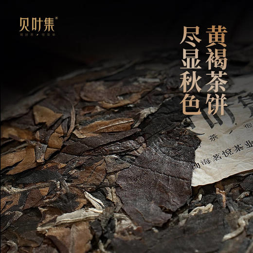 【5年陈白茶】七彩白玉 | 云南勐海巴达山老树果香白茶饼357g 商品图3