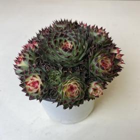 【绿植】多肉-铁观音锦