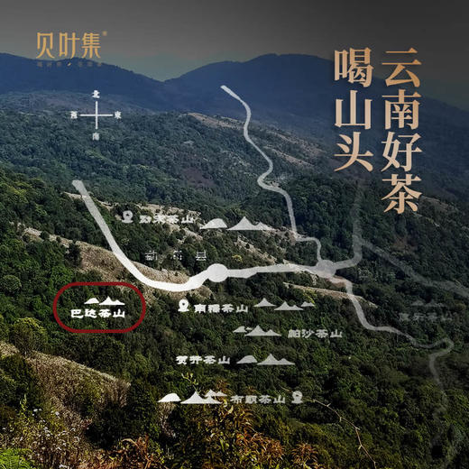 【5年陈白茶】七彩白玉 | 云南勐海巴达山老树果香白茶饼357g 商品图1