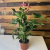 【绿植】粉掌 商品缩略图0