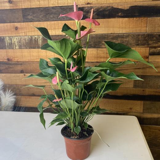 【绿植】粉掌 商品图0