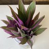【绿植】紫露兰 商品缩略图1