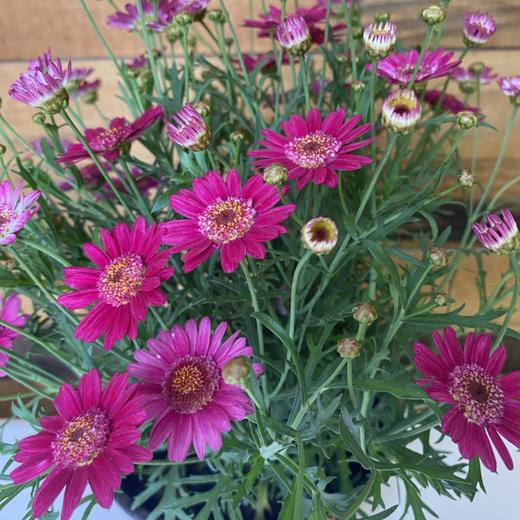 【绿植】玛格丽特 商品图1