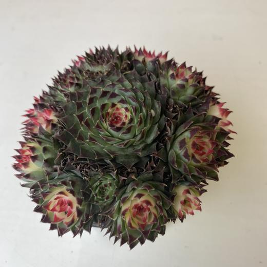 【绿植】多肉-铁观音锦 商品图1