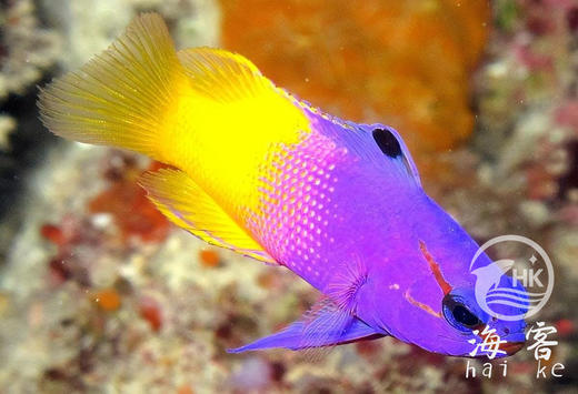 美国鬼王 商品图1