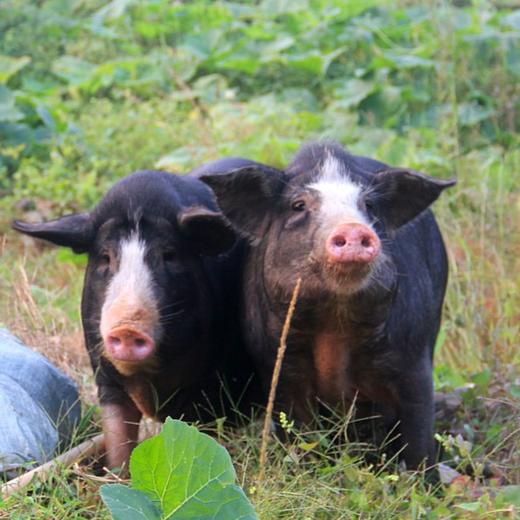 黑猪肉｜独立满150元包邮｜周二发 商品图3