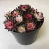 【绿植】多肉-七彩莲 商品缩略图0