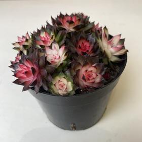 【绿植】多肉-七彩莲