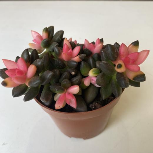 【绿植】多肉-黑骑士 商品图0