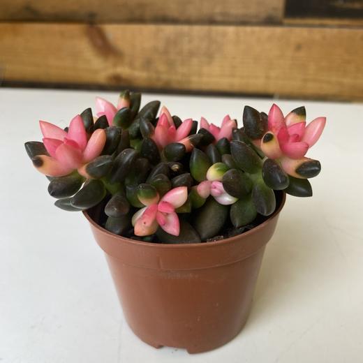 【绿植】多肉-黑骑士 商品图2