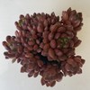 【绿植】多肉-红宝石 商品缩略图1