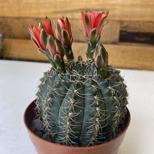 【绿植】多肉-绯花玉 商品图1