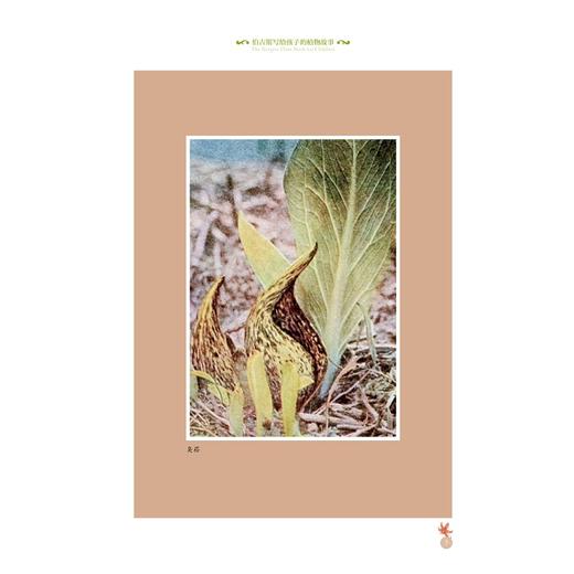 伯吉斯经典自然启蒙系列:伯吉斯写给孩子的植物故事/伯吉斯经典自然启蒙系列/桑顿·W·伯吉斯/译者:李燕乔/浙江大学出版社 商品图5