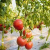 【顺丰快递】陕西泾阳沙瓤普罗旺斯西红柿3-4.5斤（新农家番茄自然熟）小时候的味道 商品缩略图11