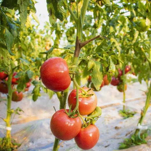 【顺丰快递】陕西泾阳沙瓤普罗旺斯西红柿3-4.5斤（新农家番茄自然熟）小时候的味道 商品图11