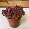 【绿植】多肉-红宝石 商品缩略图0