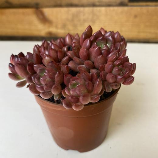 【绿植】多肉-红宝石 商品图0