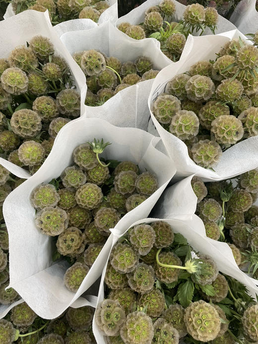 风车果  若干枝/扎 商品图7