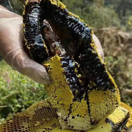 「云南黑蜂蜜」人间喜物西双版纳黑蜂蜜 500g/瓶 米团花纯黑蜂蜜 香醇可口 黑如墨 花香浓郁 营养丰富 商品图6