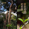 【5年陈白茶】七彩白玉 | 云南勐海巴达山老树果香白茶饼357g 商品缩略图2