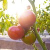 【顺丰快递】陕西泾阳沙瓤普罗旺斯西红柿3-4.5斤（新农家番茄自然熟）小时候的味道 商品缩略图10