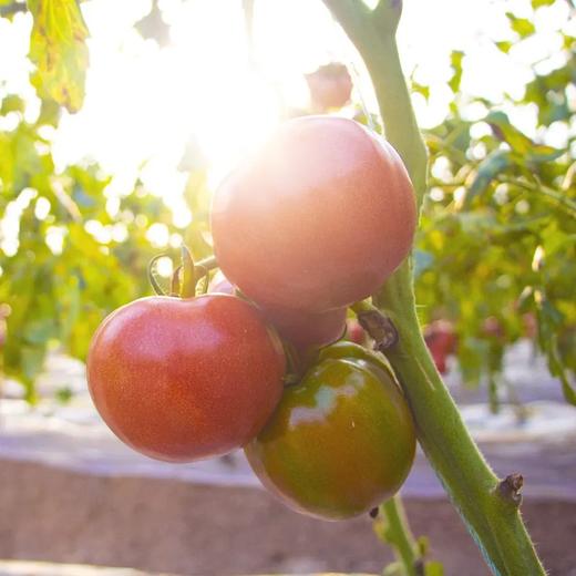 【顺丰快递】陕西泾阳沙瓤普罗旺斯西红柿3-4.5斤（新农家番茄自然熟）小时候的味道 商品图10