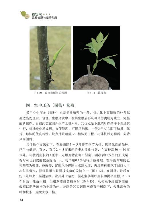 面包果品种资源与栽培利用 商品图5