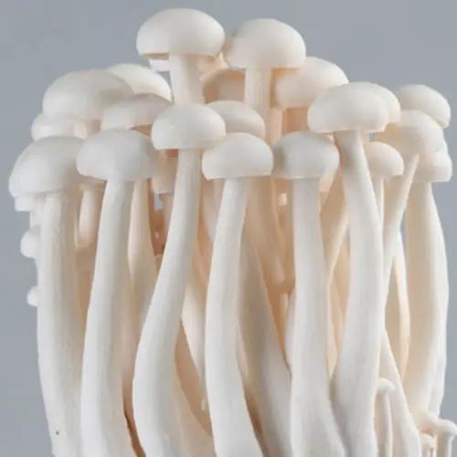 【LY】海鲜菇 约200g/袋 商品图2