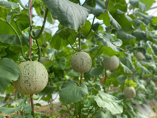 海南三亚  吃海芒芒 | 牛3蜜瓜 商品图3