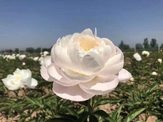 【依依不舍】芍药 -美国小姐  5枝/扎 商品图5